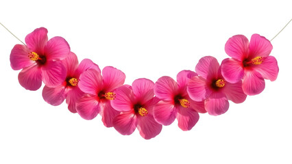Fototapeta premium Garland of pink hibiscus flowers isolated PNG, tropical floral decoration on transparent background for summer designs and festive occasions