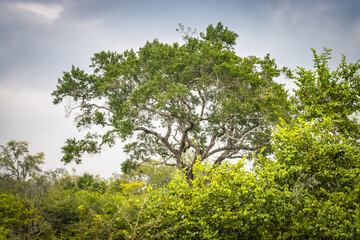 Fototapeta premium yala national park, sri lanka, game drive, ceylon