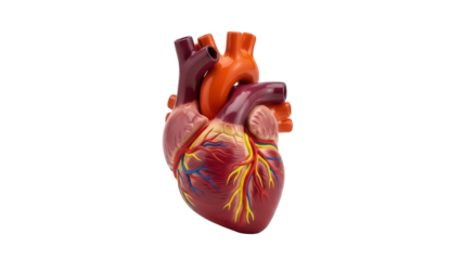 Detailed human heart model isolated PNG, anatomical organ for medical study and educational resources on transparent background