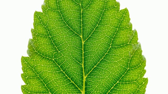 Detailed macro animation of a vibrant green leaf slowly zooming in revealing its intricate vein structure on a clean white background.