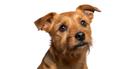 Adorable Norwich Terrier puppy PNG isolated, a small brown dog with a curious expression on transparent background, pet photography for design use