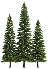Obraz premium three hyper-photorealistic, tall spruce-fir hybrid trees, ultra-detailed with sharp needles and rich green coloration, studio shot isolated on transparent background for architectural design asset