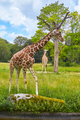 Beautiful giraffes in their enclosure searching for food.