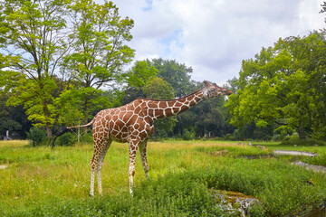 Beautiful giraffes in their enclosure searching for food.