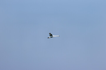 Fototapeta premium Mute Swan (Cygnus olor) - Common on lakes and rivers throughout Europe and Asia
