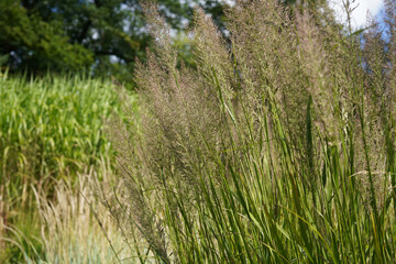 image of beautyful feather reed grass (calamagrostis brachytricha) © Olivia Neuhaus