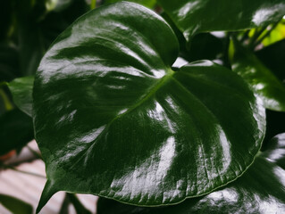 close up of a glossy dark green heart shaped leaf of a monstera deliciosa plant © irenka