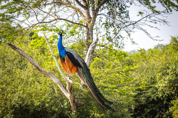 Fototapeta premium peacock, yala national park, sri lanka, game drive, ceylon
