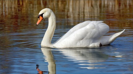 Obraz premium A white swan glides across the water creating gentle ripples. The lake reflects the swan and surrounding reeds. Autumn leaves float nearby. The scene captures a moment in nature.