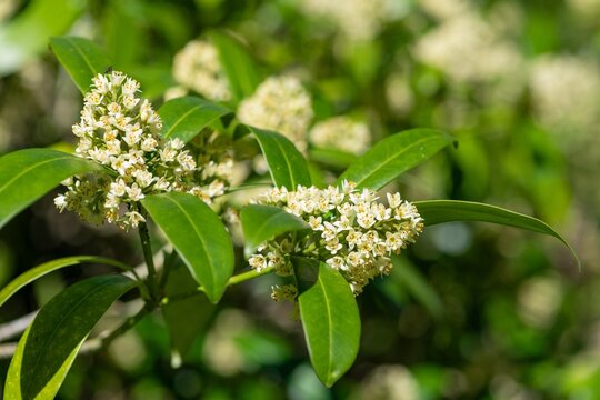 Close up of Kew green skimmia confusa flowers in bloom