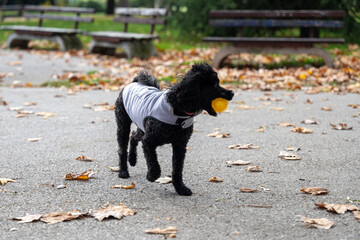 Joyful black curly-haired dog playing fetch with a bright yellow ball in an outdoor park environment during fall, plenty of leaves and open space. Happy Dog Fetching Toy in Autumn Park Landscape.