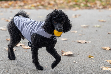 Energetic black dog captured mid-stride with a yellow ball in its mouth on a leafy pathway, ideal for pet, activity, and outdoor themes. Energetic Dog in Motion with Ball.