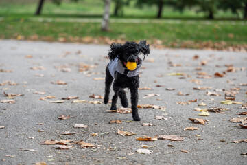 Joyful black curly-haired dog playing fetch with a bright yellow ball in an outdoor park environment during fall, plenty of leaves and open space. Happy Dog Fetching Toy in Autumn Park Landscape.