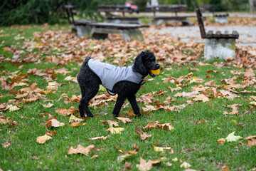 Energetic black dog captured mid-stride with a yellow ball in its mouth on a leafy pathway, ideal for pet, activity, and outdoor themes. Energetic Dog in Motion with Ball.