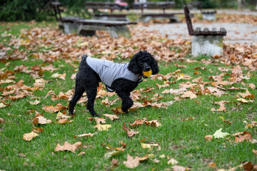Joyful black curly-haired dog playing fetch with a bright yellow ball in an outdoor park environment during fall, plenty of leaves and open space. Happy Dog Fetching Toy in Autumn Park Landscape.