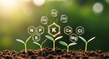 Essential Plant Nutrients and NPK Fertilizer Concept for Seedling Growth Illustration