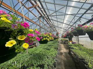 Expansive greenhouse with yellow and pink flowers