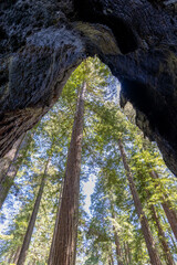 Redwood trees viewed from inside a dead redwood tree