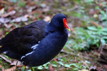 黒い体と赤い嘴のバン