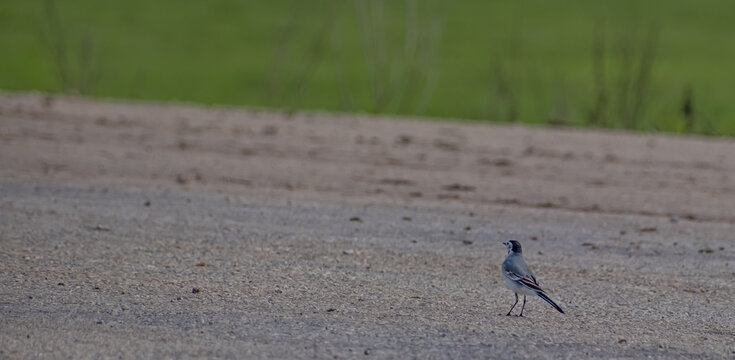 White Wagtail (Motacilla alba) standing on a dirt road with a green blurred background.