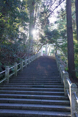 Obraz premium A staircase in a forest with a sun shining on it. The sun is shining on the steps and the trees