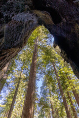 Redwood trees viewed from inside a dead redwood tree