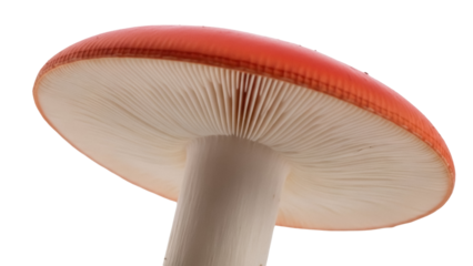 Red capped mushroom PNG isolated on transparent background, toadstool with gills for nature and food design projects