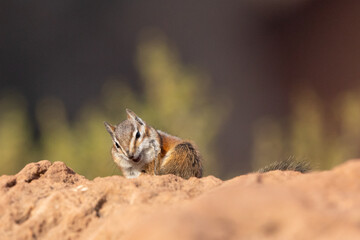 A chipmunk on the Overlook trail in Zion NP Utah USA stops on top of a sandstone boulder to scratch an itch in the warm summer sun.