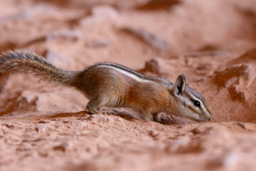 A Chipmunk in Zion NP Utah USA digs in the loose sand either hiding or finding some seed or other food buried for later eating.