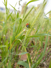 ladybug on wild grass in natural environment