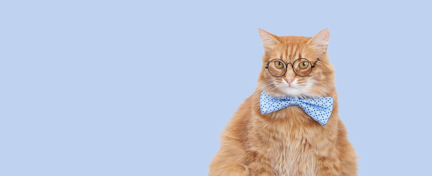 Funny intelligent ginger cat in glasses and blue bow tie isolated on light blue background. Ideal for business, education, science, startup, marketing, leadership and learning concepts.