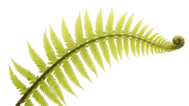 Unfurling fern frond isolated PNG on transparent background, vibrant green fiddlehead with coiled tip, botanical element for nature-themed designs
