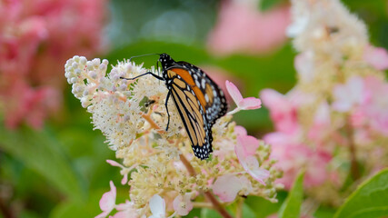 Monarch butterfly gathers nectar from hydrangea