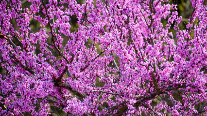 Pink blossoms fill the frame