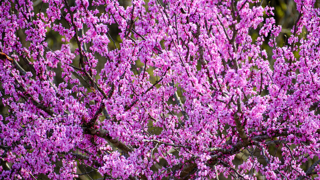 Pink blossoms fill the frame - Powered by Adobe