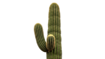 Saguaro cactus PNG isolated on transparent background, green desert plant with spines for southwestern designs and nature projects