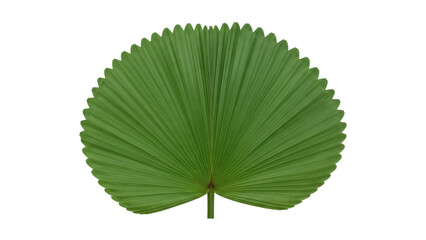 Green tropical palm leaf PNG isolated on transparent background, exotic foliage cutout for graphic design and summer themes