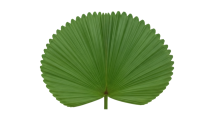 Green tropical palm leaf PNG isolated on transparent background, exotic foliage cutout for graphic design and summer themes