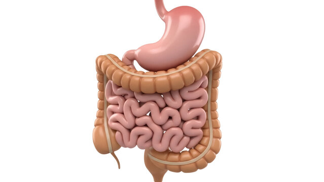 Human digestive system isolated PNG, stomach, large and small intestine anatomy for medical and educational use on transparent background
