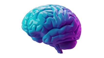 Human brain model in blue and purple isolated PNG, anatomical representation on transparent background for medical and educational use