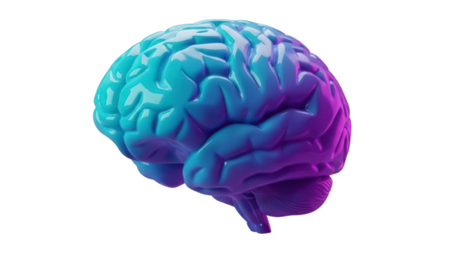 Human brain model in blue and purple isolated PNG, anatomical representation on transparent background for medical and educational use - Powered by Adobe