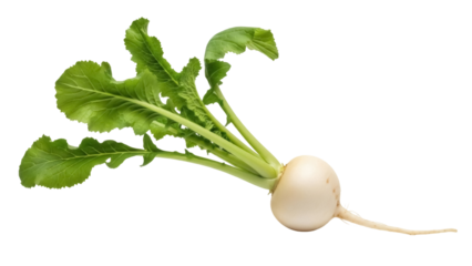 Fresh turnip with green leaves isolated PNG, raw root vegetable on transparent background for healthy eating and vegetarian recipes