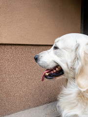 golden retriever profile closeup with tongue out