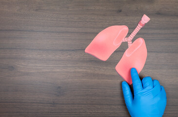 A doctor's hand in a blue glove points to a cardboard lung model. Respiratory health concept. Lung...