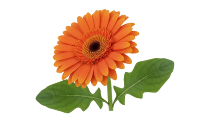 Vibrant orange Gerbera daisy isolated PNG on transparent background, beautiful flower with green leaves for design and decoration use