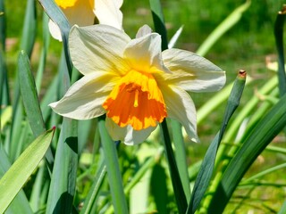 White and yellow narcissus flowers daffodils bloom in garden against a soft green backdrop in early spring