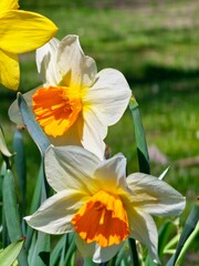 White and yellow narcissus flowers daffodils bloom in the garden against soft green backdrop in early spring