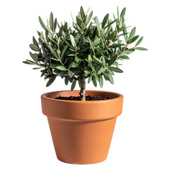 Fototapeta premium Small Olive Tree in a Terracotta Pot 1. transparent background png