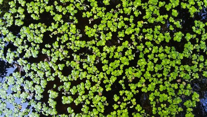 Green duckweed covering water surface.Close-up of a small aquatic fern densely covering the water surface in a bright green raft, with tiny water droplets clinging to the surface. Green duckweed float