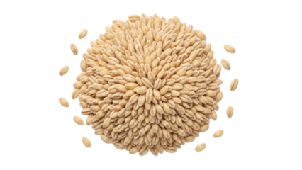 Pile of pearl barley grains isolated PNG on transparent background, nutritious cereal grain for healthy eating and cooking